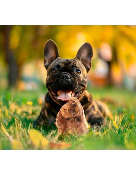 Radice di erica per cani Anima Selvaggia - Record