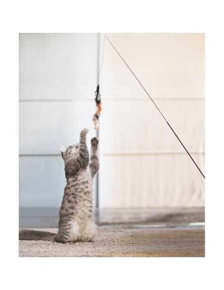 Spare cat teaser - Record