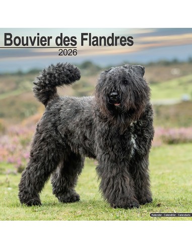 Calendari con cani da guardia e da difesa - Record