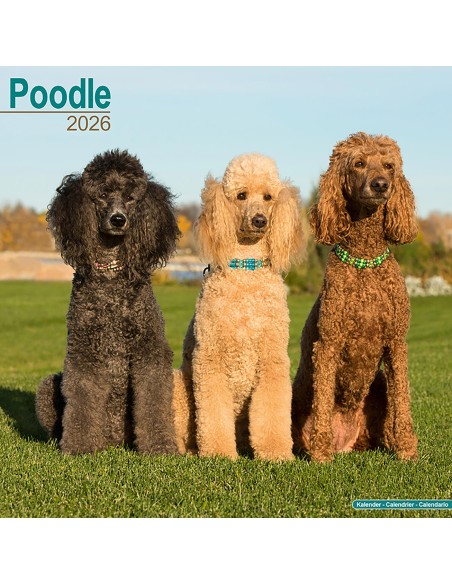 Calendari con cani di piccola taglia e cuccioli - Record