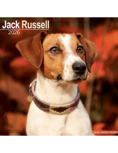 Calendars with small dogs and puppies - Record