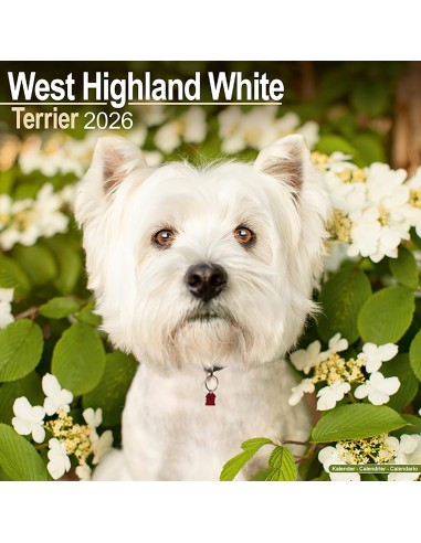 Calendars with small dogs and puppies - Record