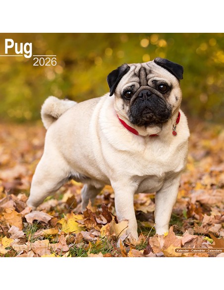 Calendari con cani di piccola taglia e cuccioli - Record