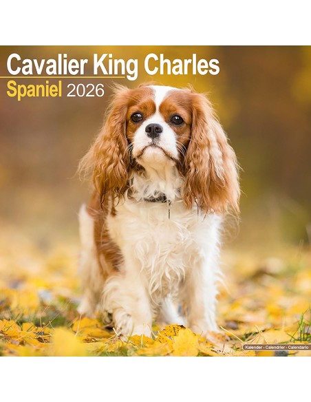 Calendari con cani di piccola taglia e cuccioli - Record