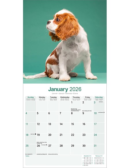 Calendari con cani di piccola taglia e cuccioli - Record
