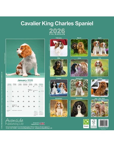 Calendars with small dogs and puppies - Record