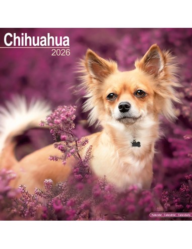 Calendars with small dogs and puppies - Record