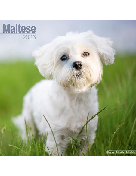 Calendars with small dogs and puppies - Record