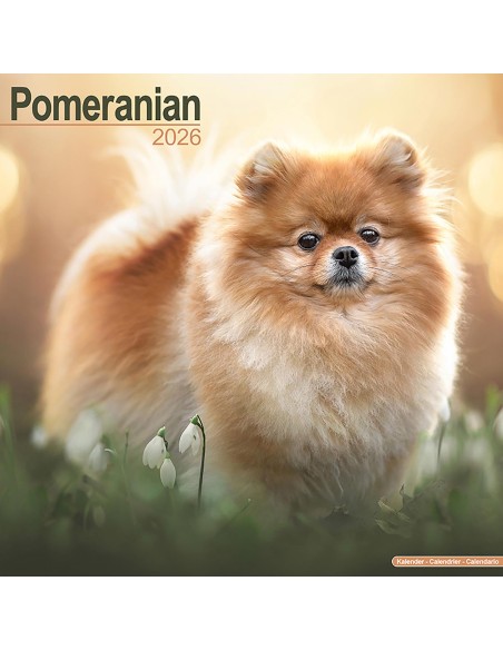 Calendars with small dogs and puppies - Record