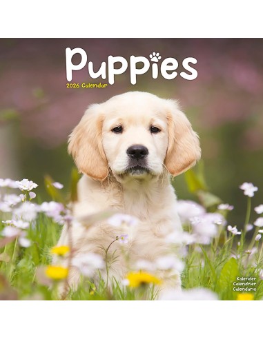 Calendars with small dogs and puppies - Record