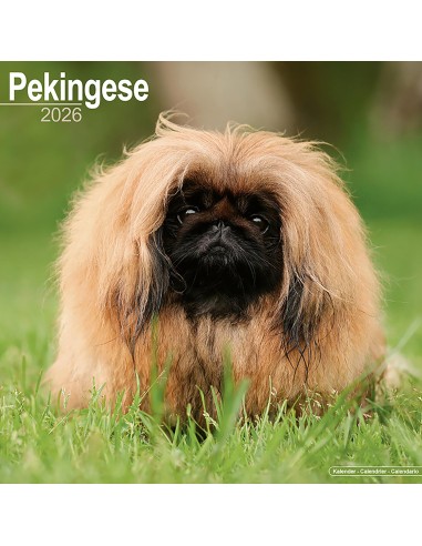 Calendars with small dogs and puppies - Record