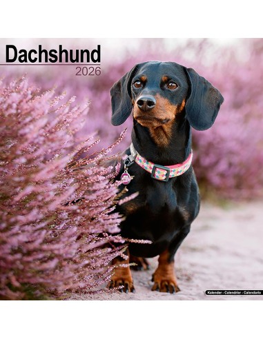 Calendars with hunting dogs - Record