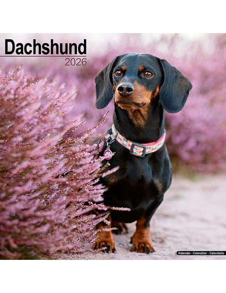 Calendari con cani da caccia - Record