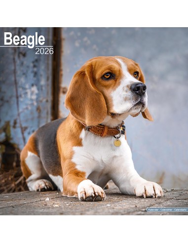 Calendari con cani da caccia - Record