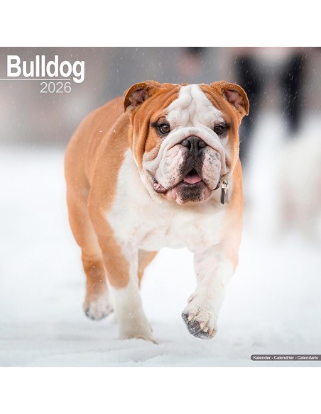 Calendari con cani da compagnia taglia media/grande - Record