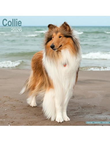 Calendars with medium sized/ big dogs - Record