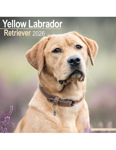 Calendari con cani da compagnia taglia media/grande - Record