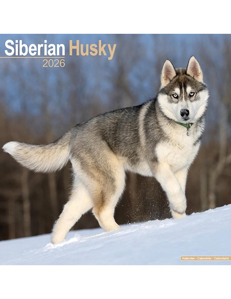 Calendari con cani da compagnia taglia media/grande - Record