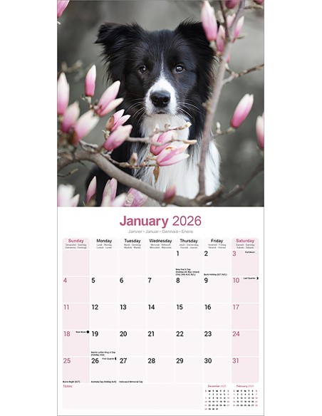 Calendars with medium sized/ big dogs - Record