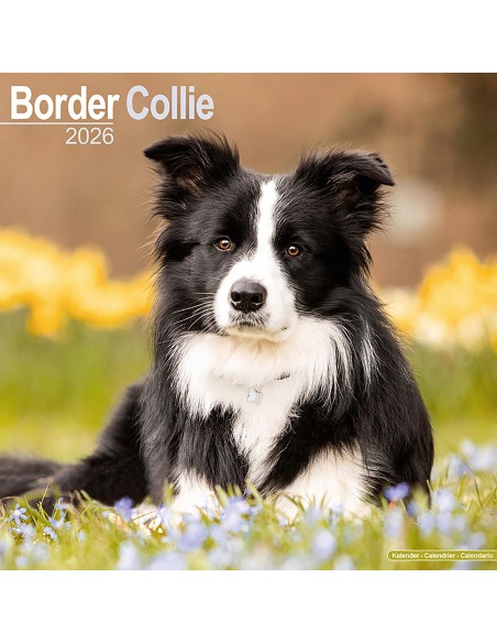 Calendari con cani da compagnia taglia media/grande - Record