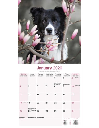 Calendari con cani da compagnia taglia media/grande - Record