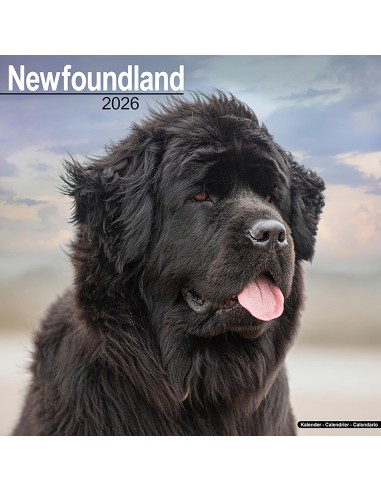 Calendars with medium sized/ big dogs - Record