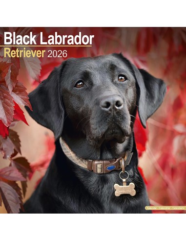 Calendari con cani da compagnia taglia media/grande - Record