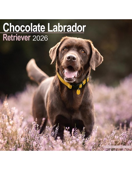 Calendars with medium sized/ big dogs - Record