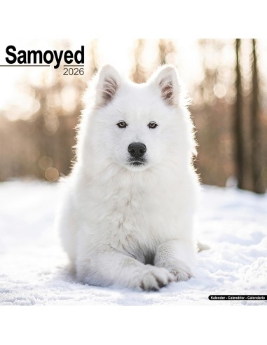 Calendari con cani da compagnia taglia media/grande - Record