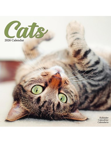 Calendario con gatti - Record