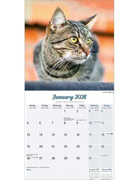 Calendario con gatti - Record