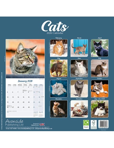 Calendario con gatti - Record