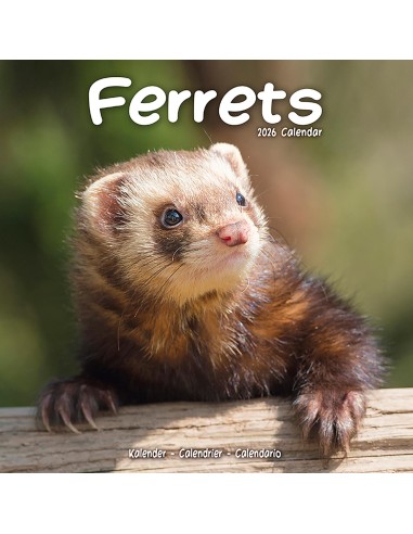 Calendars with rodents - Record