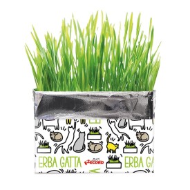 Katty fresh catnip - Record