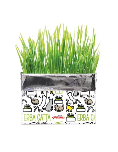 Katty fresh catnip - Record