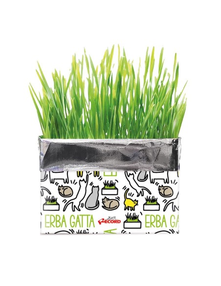 Katty fresh catnip - Record