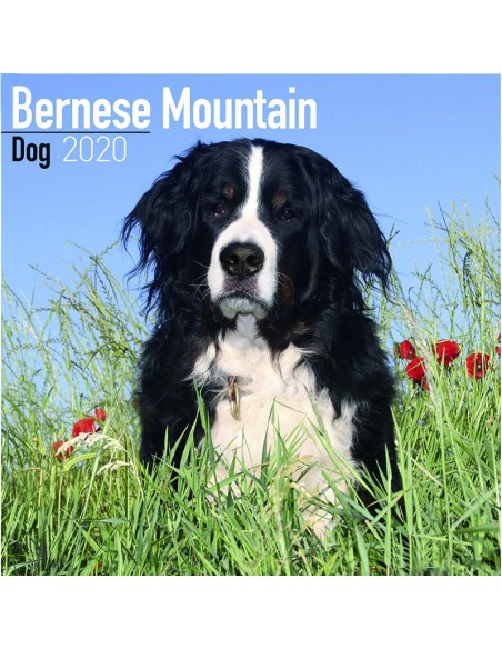 Calendars with guard and defence dogs - Record