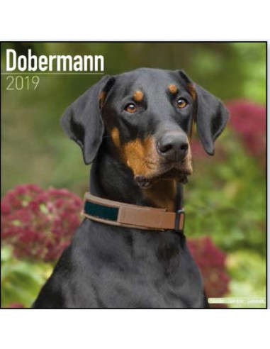 Calendars with guard and defence dogs - Record