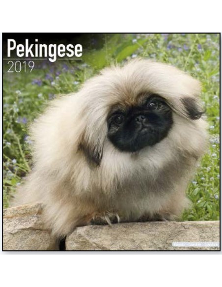 Calendari con cani di piccola taglia e cuccioli - Record