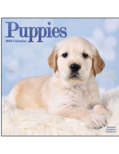 Calendari con cani di piccola taglia e cuccioli - Record