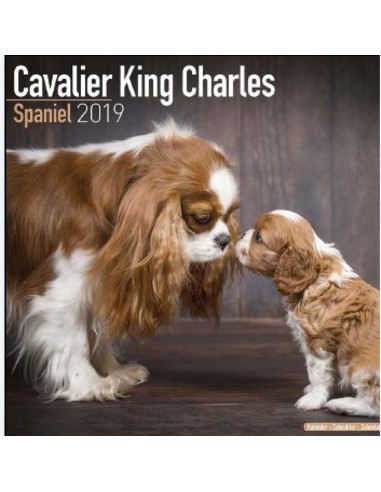 Calendari con cani di piccola taglia e cuccioli - Record