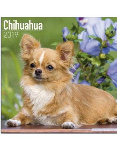 Calendari con cani di piccola taglia e cuccioli - Record