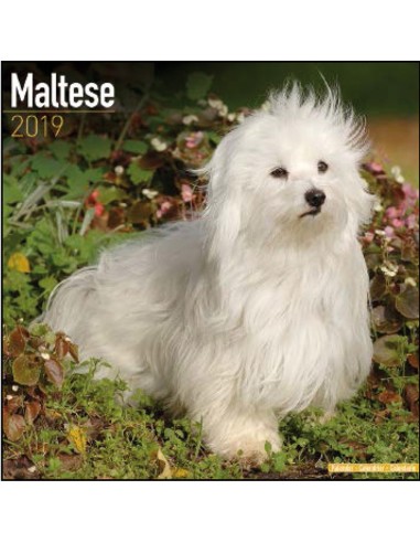 Calendars with guard and defence dogs - Record