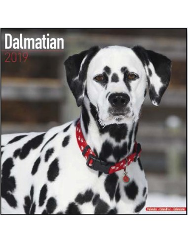 Calendars with hunting dogs - Record