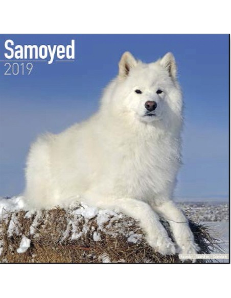 Calendari con cani da compagnia taglia media/grande - Record