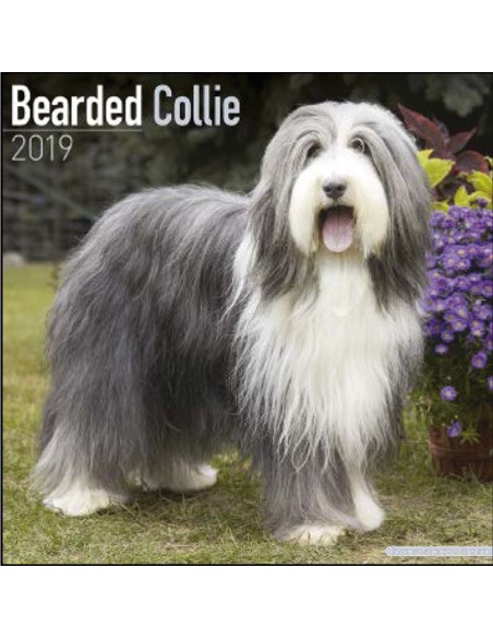 Calendari con cani da compagnia taglia media/grande - Record