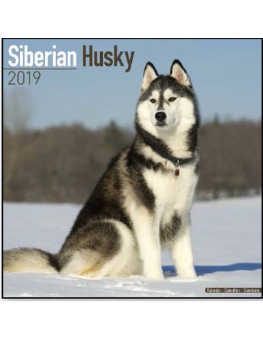 Calendari con cani da compagnia taglia media/grande - Record