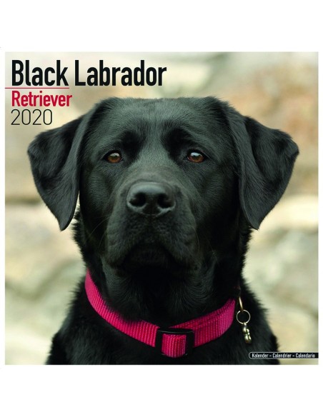 Calendars with medium sized/ big dogs - Record