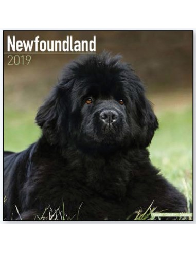 Calendari con cani da compagnia taglia media/grande - Record