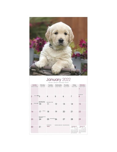 Calendars with medium sized/ big dogs - Record
